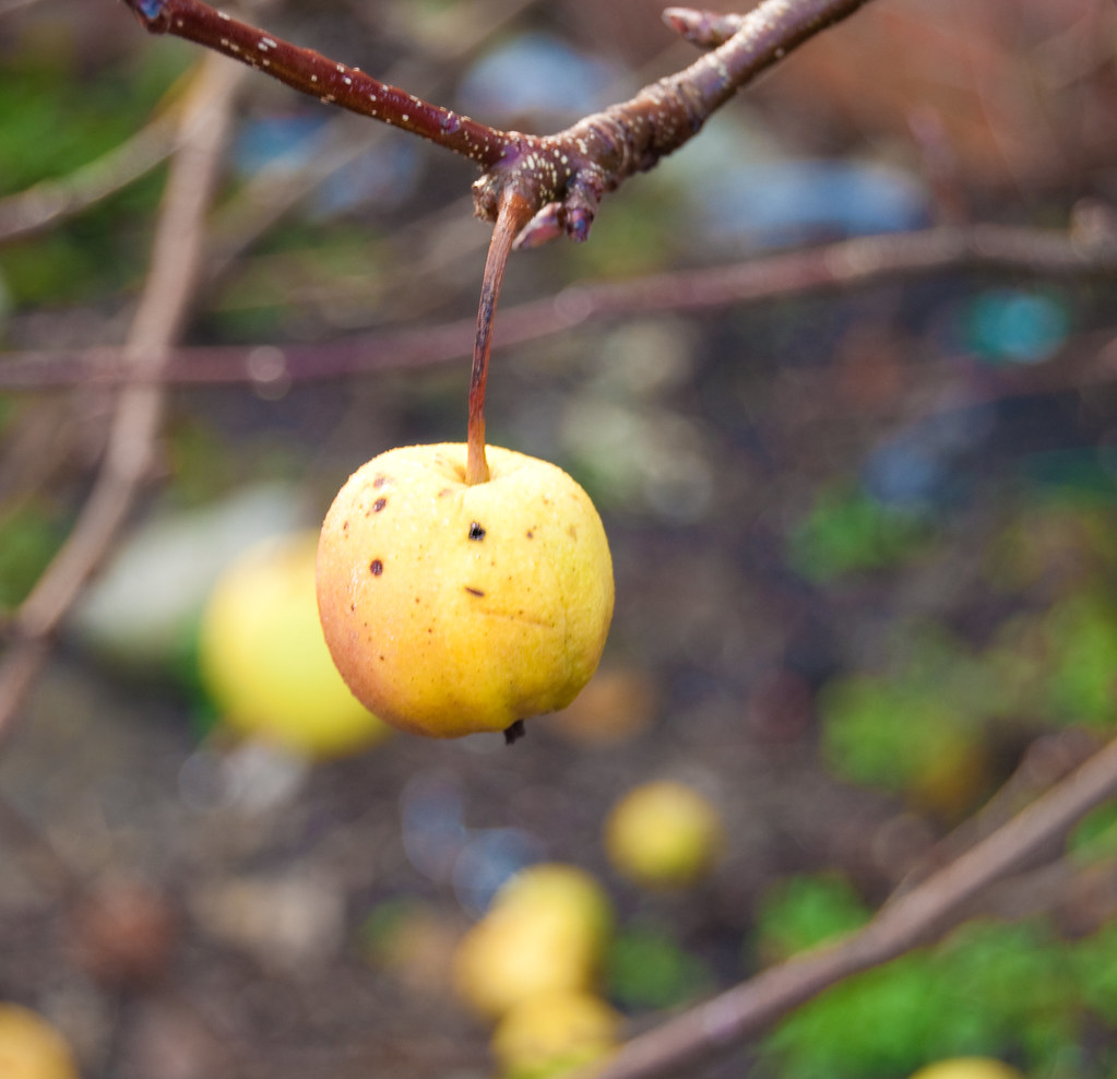 Apples Don't Fall Far From The Tree 0032 © Vicky Eastwood … Flickr