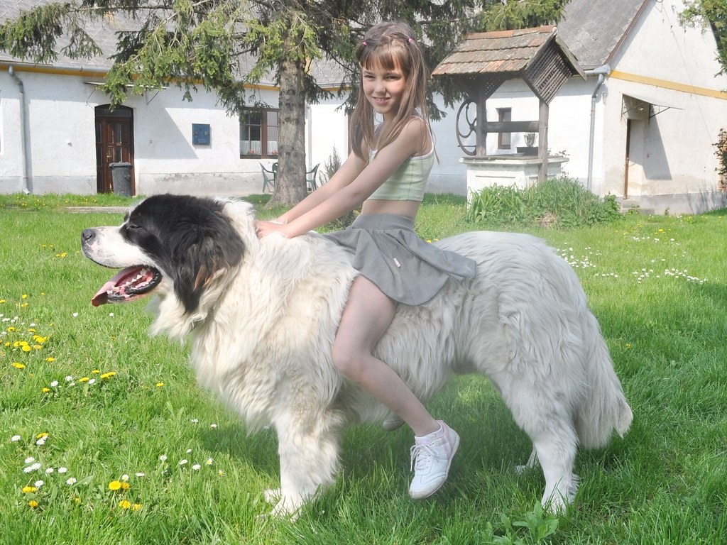 dog riding "Horse riding" ponydog76 Flickr
