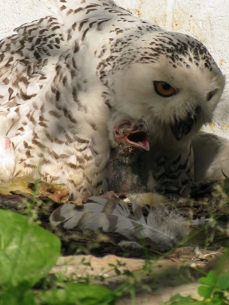 Owl feeding its baby Karim Rezk Flickr