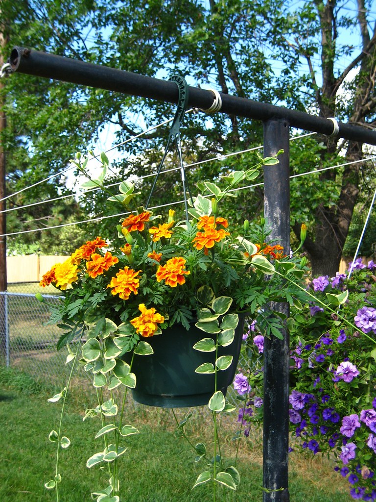 Marigolds & Ivy Hanging Basket Mikey BoomBoom Flickr