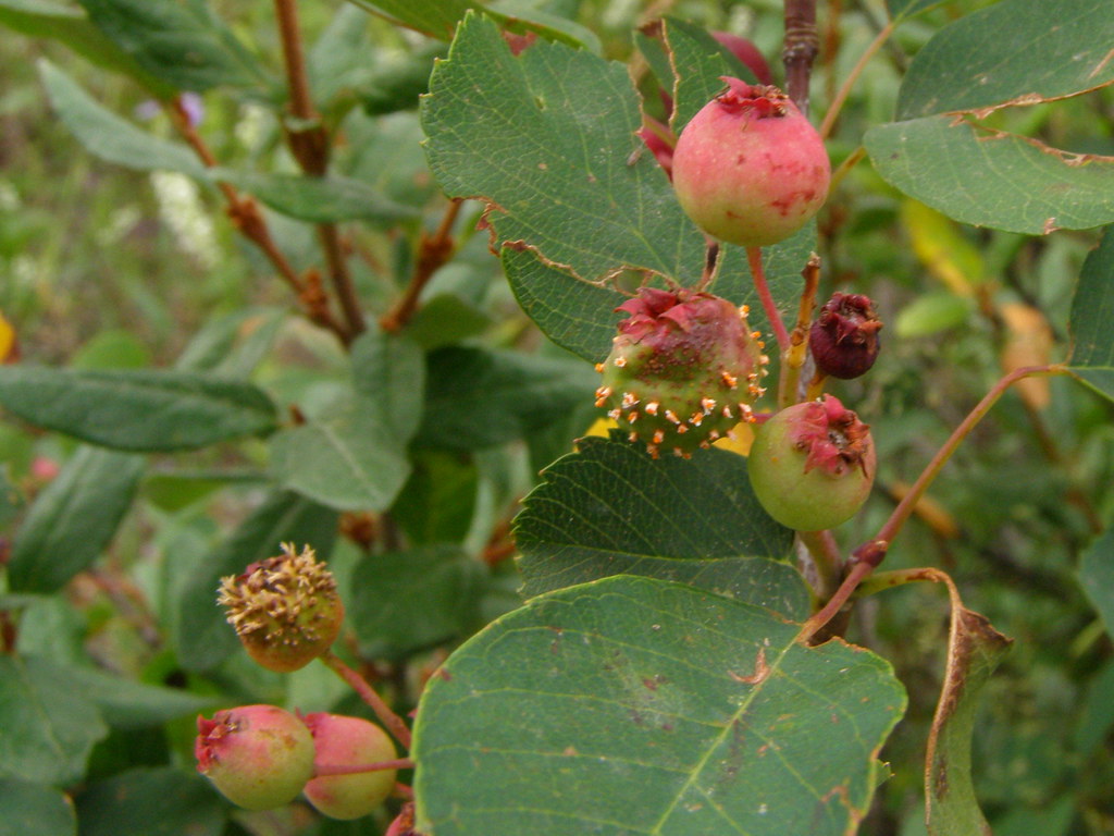 Saskatoon berries Amelanchier Alnifolia Bowmont Park, Ca… Flickr