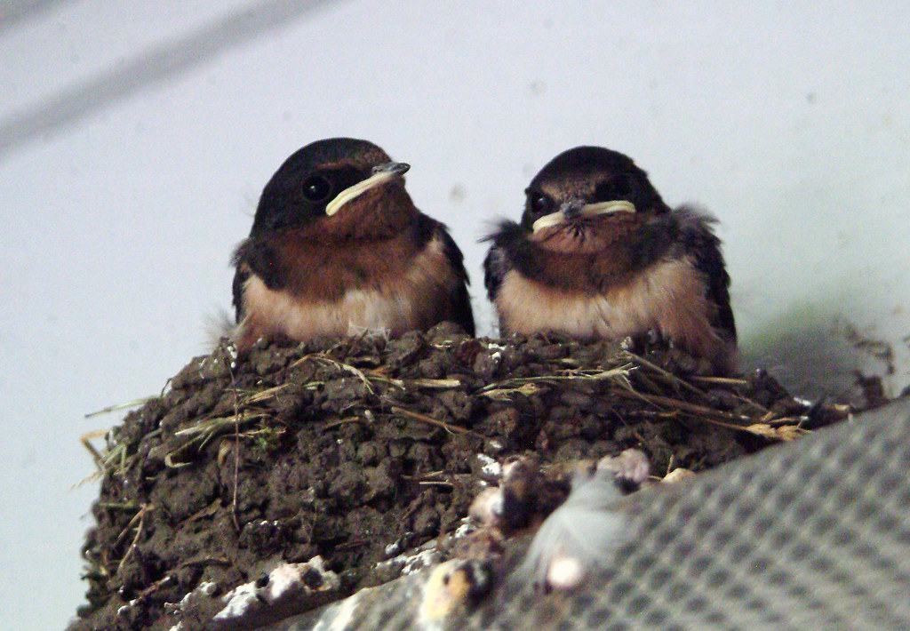 Baby Barn Swallows Nest 1 Two of the three in the nest. U… Flickr