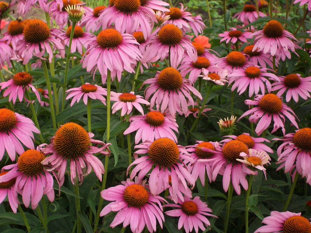 Meadville Flowers Flickr