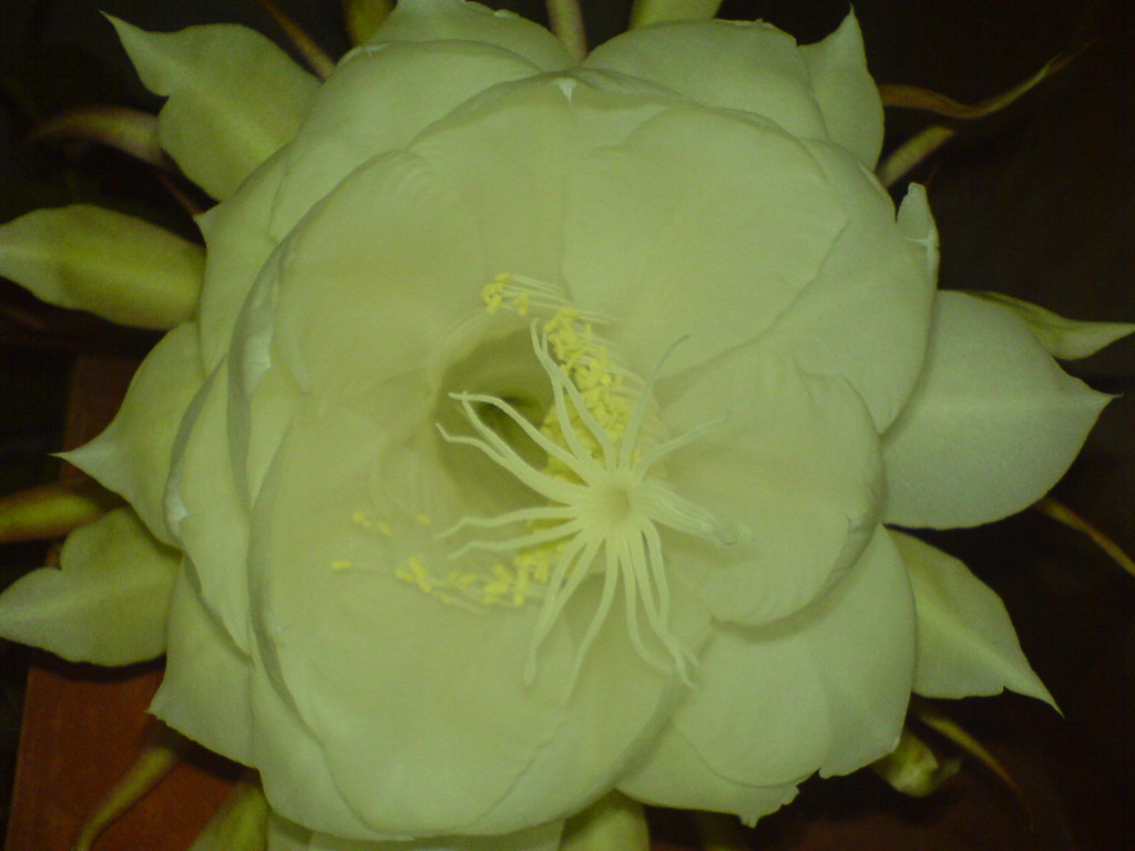 Night Queen Flower Blooms again.. Mohan Nellore Flickr