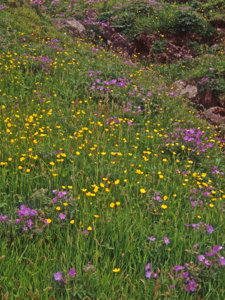 Cliff Wildflowers at Gjógv 2 Wildflowers blanketing the lu… Flickr