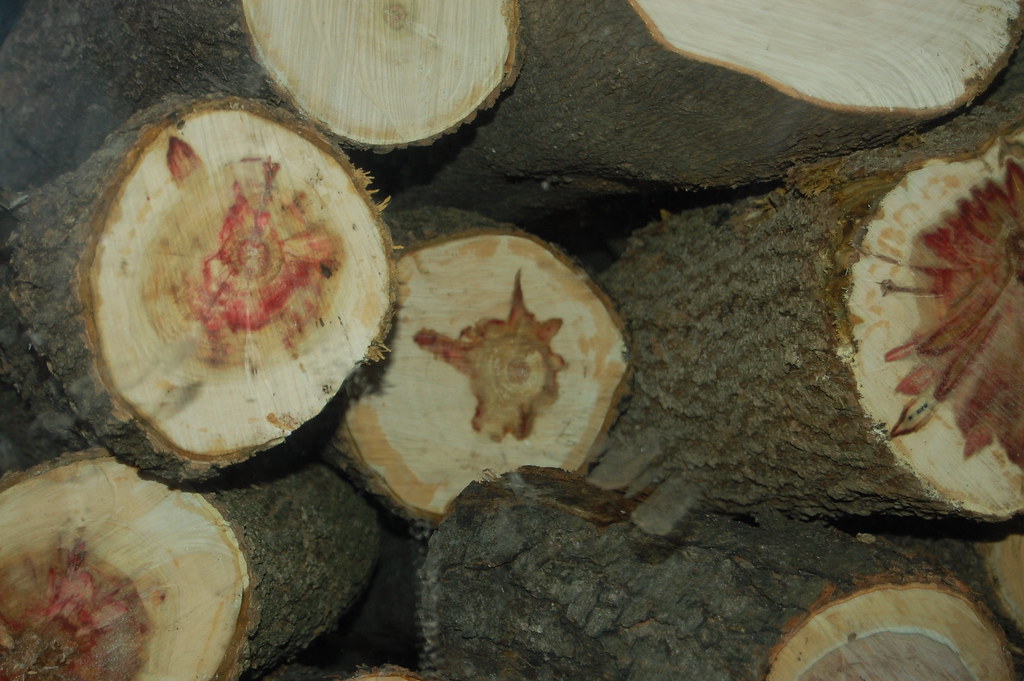 flame box elder logs a photo on Flickriver