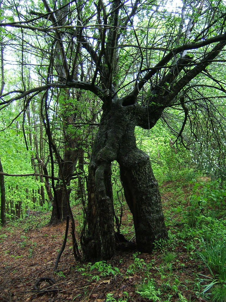Jim's antique apple tree Tree that Jim has saved! Flickr