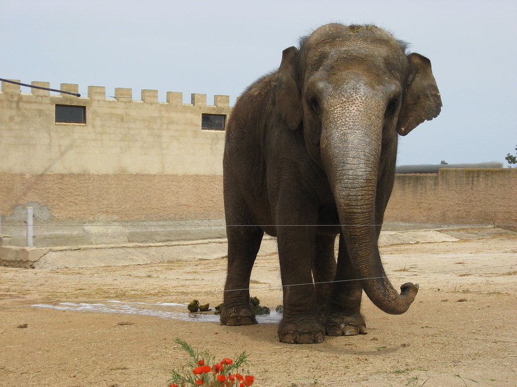 Elephant Auto Safari Zoo (Safari Zoo), Sa Coma, Mallorca