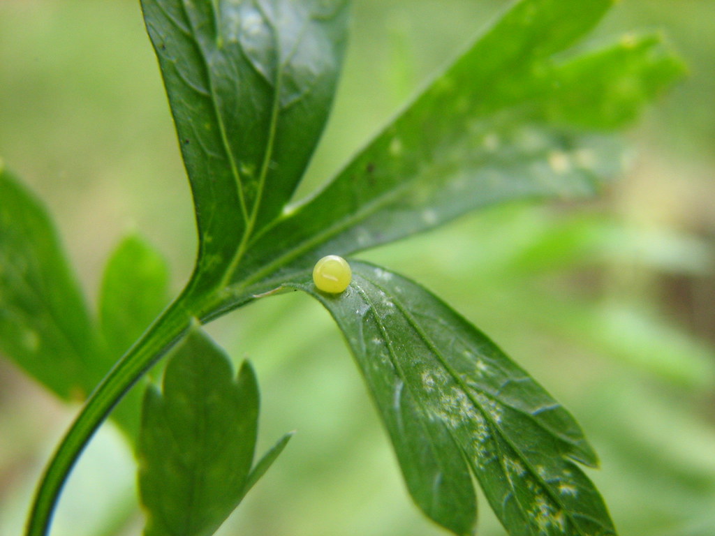 butterfly egg on parsley We brought this little guy in and… Flickr