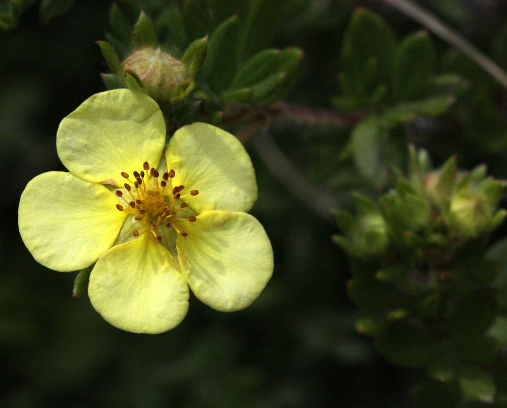 Yellow Flower, Colorado An unknown yellow flower on a bush… Flickr