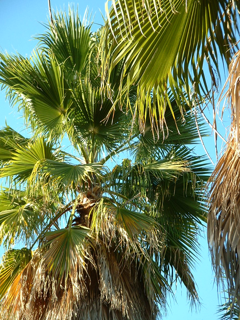 Sacramento Palm Tree Fronds renji.shino Flickr