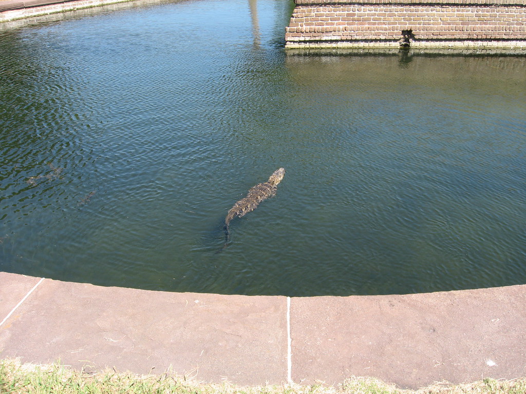 Alligator in the moat One of the first sights upon arrivin… Flickr
