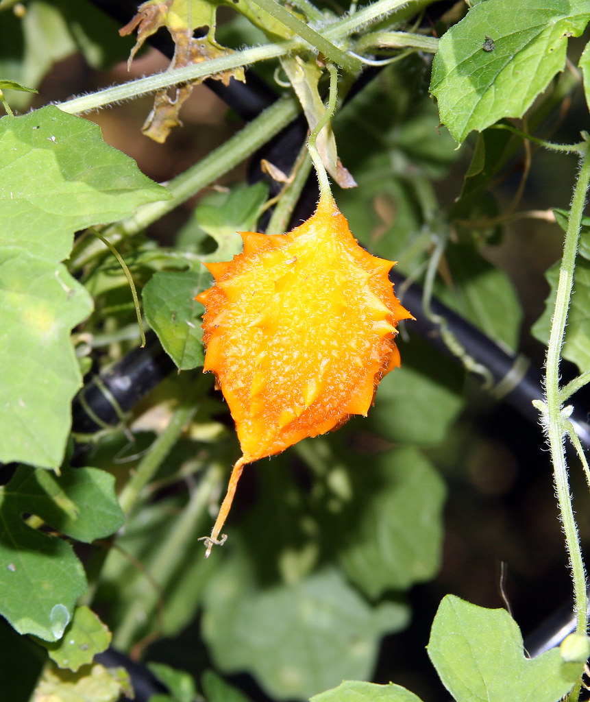 Weird Orange Fruit on a Stinky Vine Balsam Apple, Cundeam… Flickr