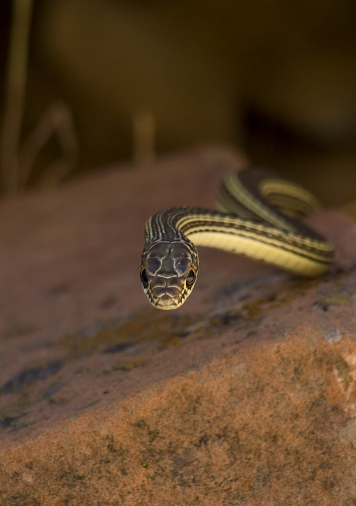 Snake in Zion While hiking down Angel's landing THX1138sgl… Flickr
