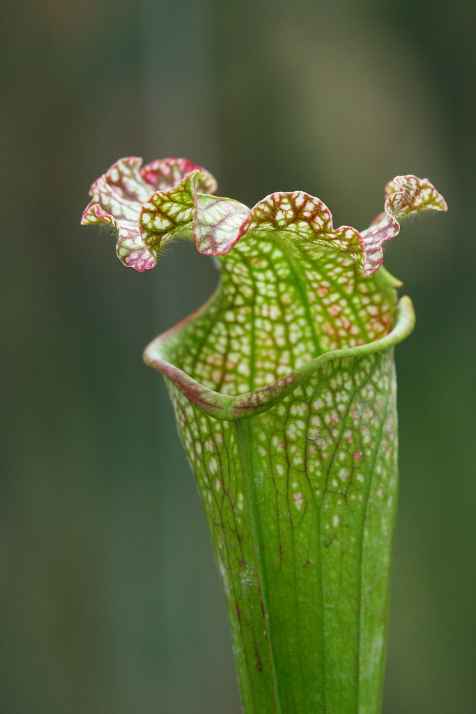 Pitcher plant New York Botanical Garden, NYC Michael E. Lee Flickr