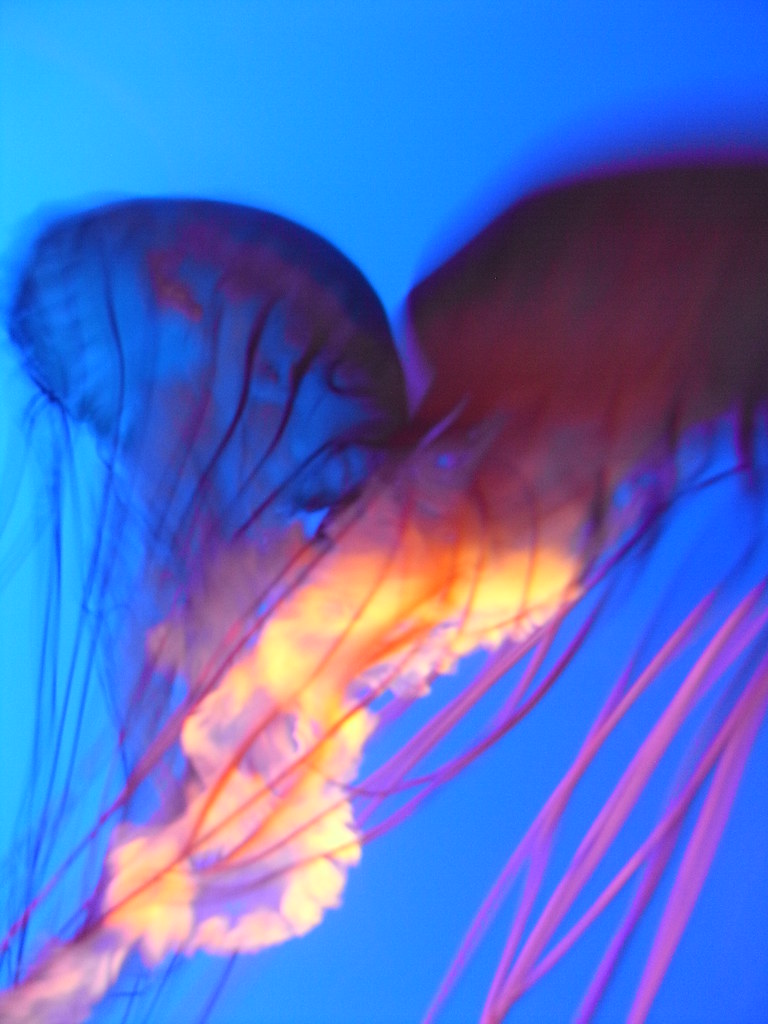 Jellyfish in the Boston aquarium Gina Flickr