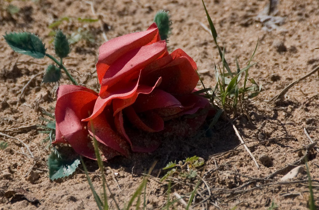 Flower on Sand There was something contradictory about the… Flickr