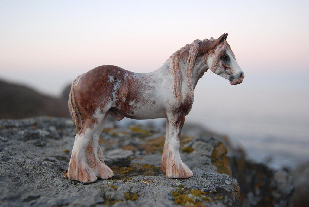Silver dapple sabino Gypsy Vanner by Rebecca Turner Flickr