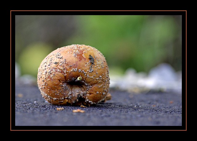 Où roules-tu, petite pomme? : roman : Perutz, Leo : Free Download.