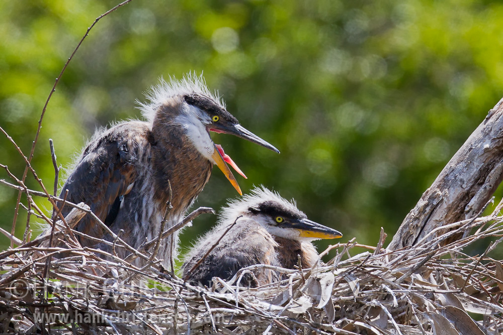 Great Blue Heron Chicks A great blue heron chick calls out… Flickr