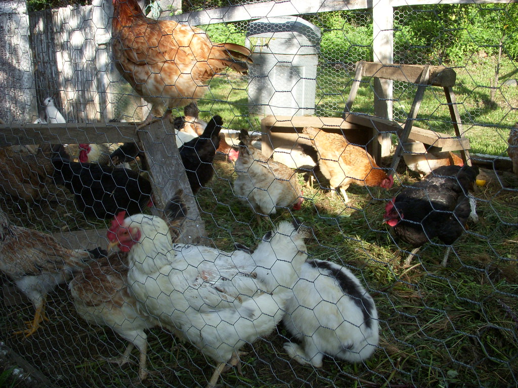 chickens and bunnies living together in peace and harmony … Flickr