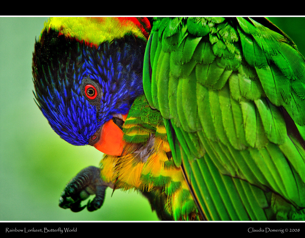 Preening Time AGAIN! Rainbow Lorikeet, Butterfly World, Co… Flickr