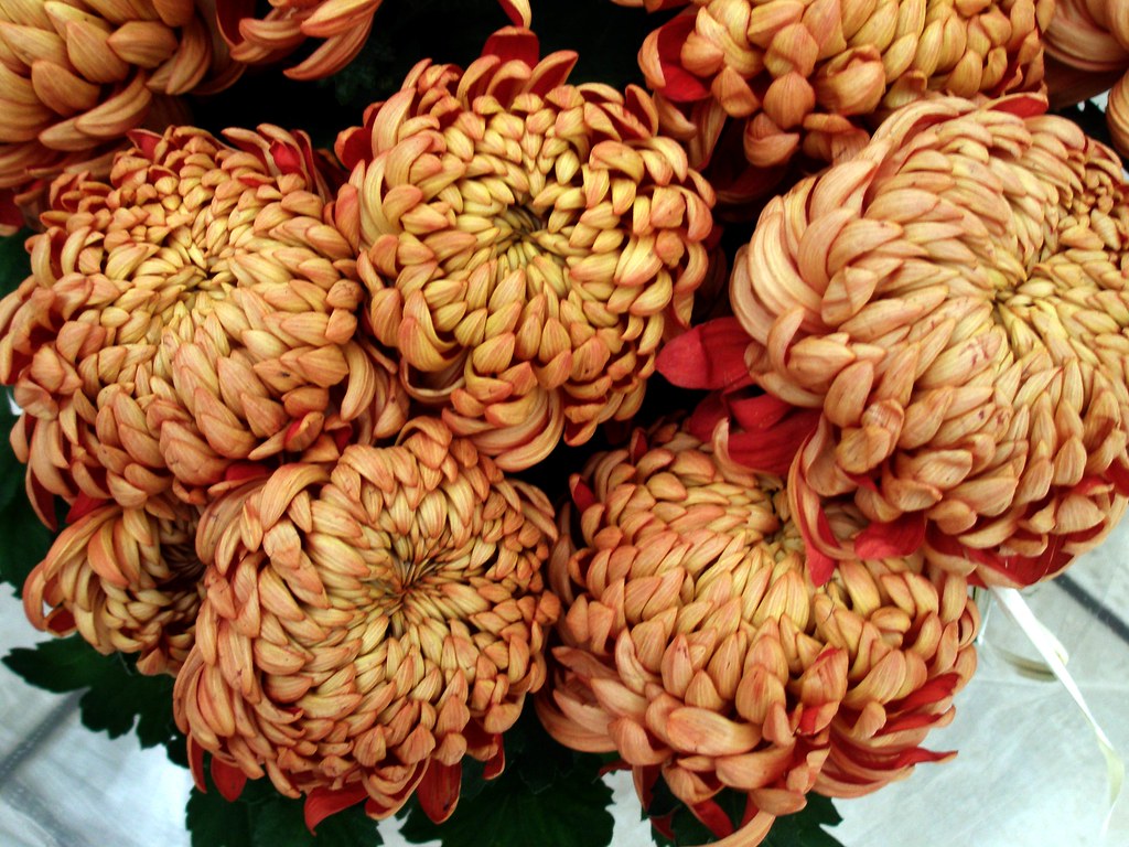 Brown mums. Maria Slominski Flickr