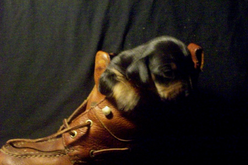toy rat doxie puppy in a boot blueeyed_texasangel10 Flickr