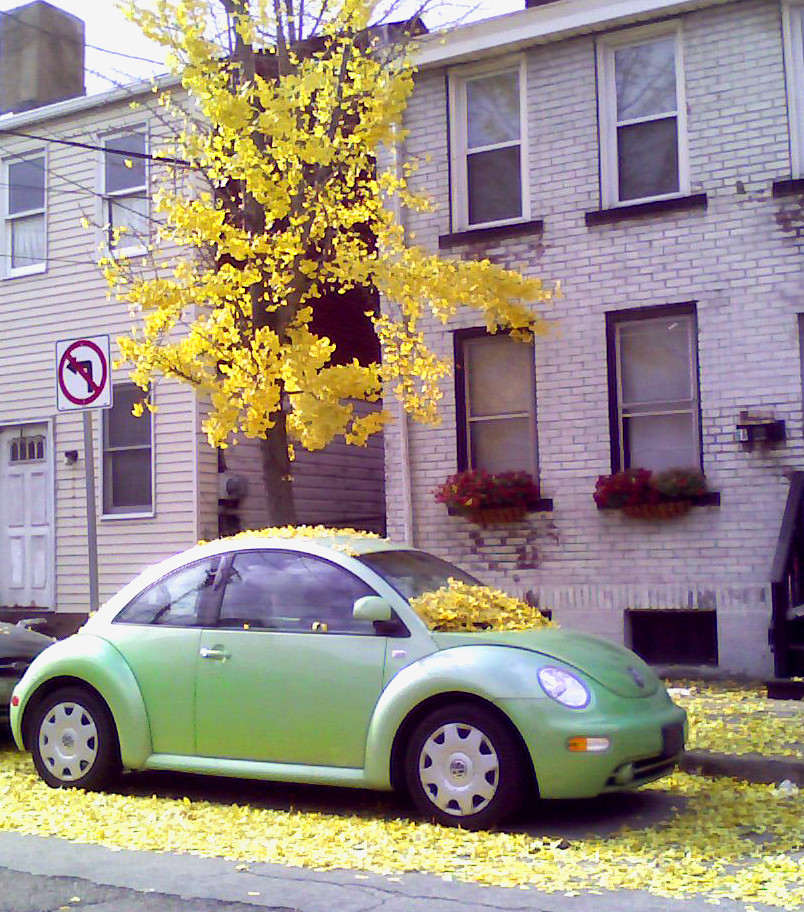 yellow leaves lavender Flickr