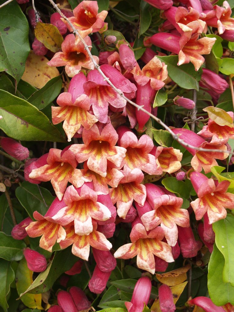 Bignonia capreolata 'Shalimar Red' Best one for fragrance Flickr