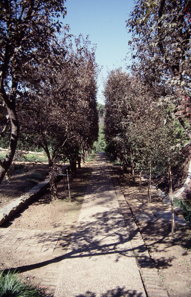 Dumbarton Oaks Gardens Prunus Walk detail Title Dumbart… Flickr