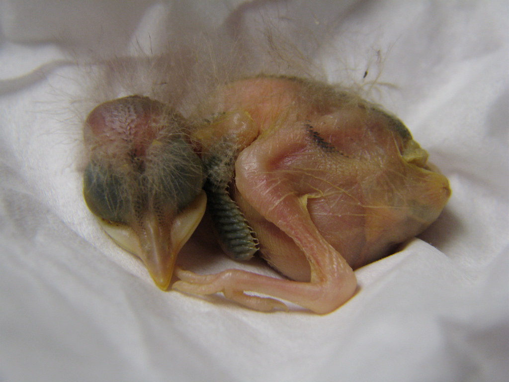 Baby Bird Rehabber 7/7/08 Day 3 and this little one seems … Flickr