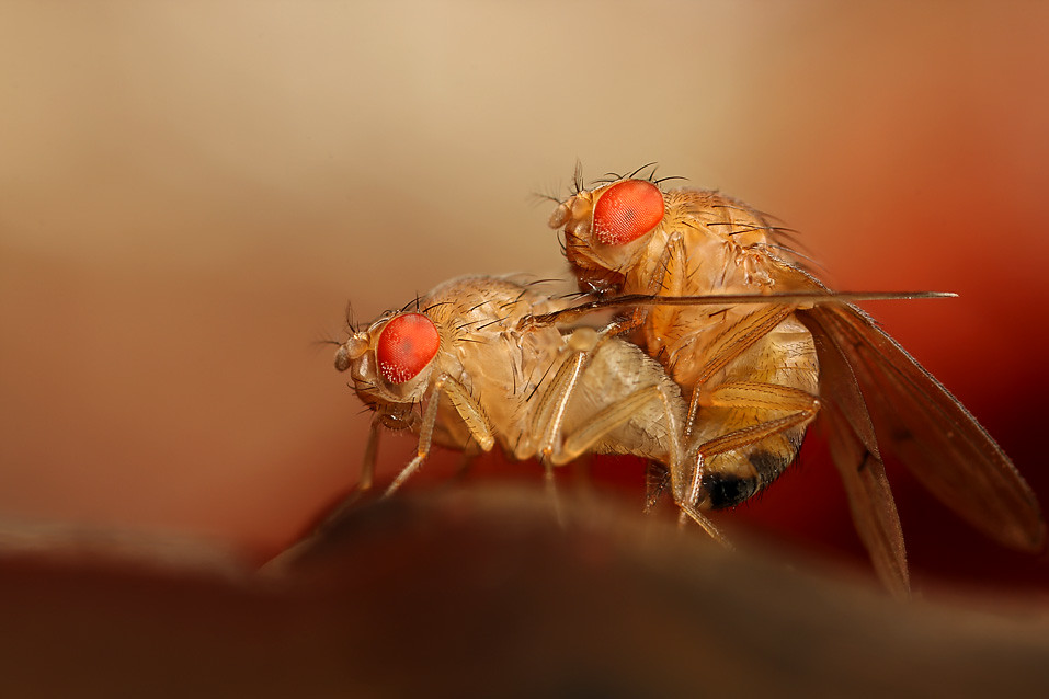 Moody mating fruit flies 2 Fruti flies mating Brian Valentine Flickr