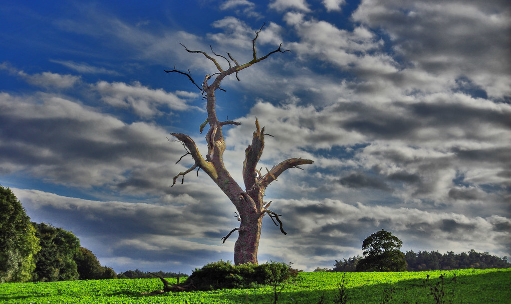 Dead Tree on Wolseley Estate I pass this tree quite often … Flickr
