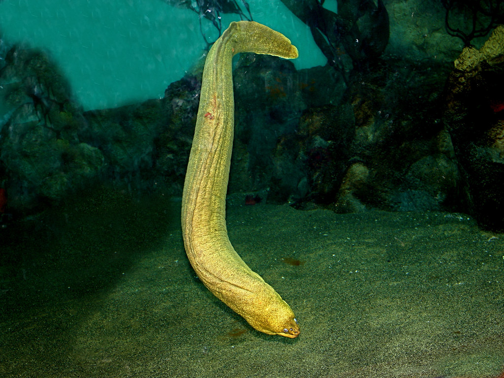 California Moray Eel TAXONOMY Kingdom Animalia Phylum Ch… Flickr