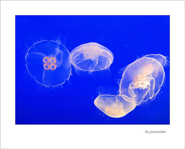 DSC_6836s copy Moon Jellyfish and Plankton Vancouver Aquar… Flickr
