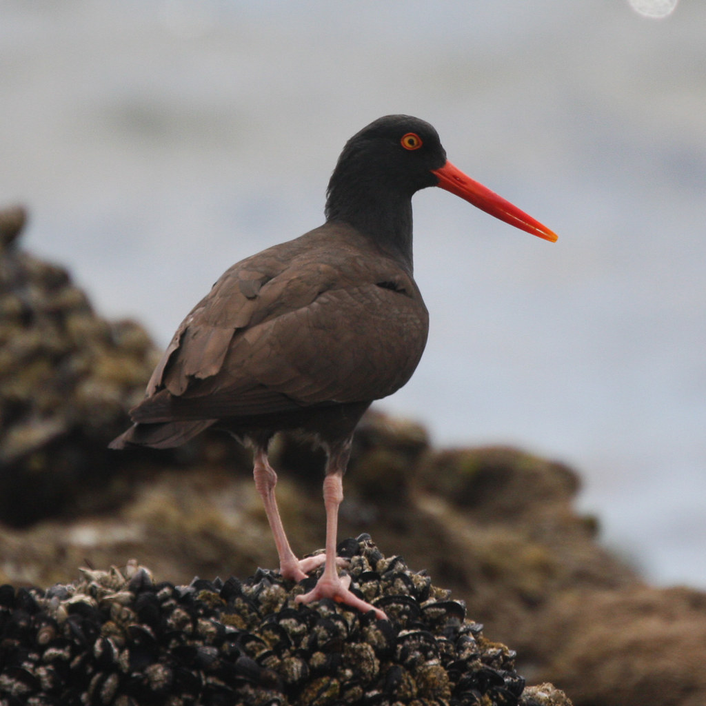 Oyster Catcher Charles Haskell Flickr