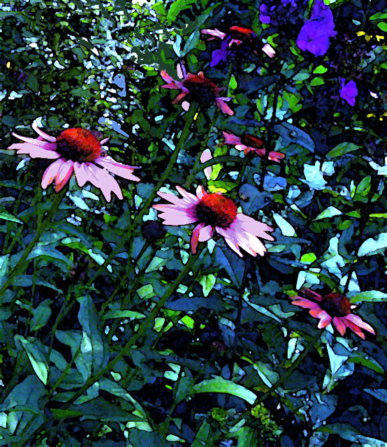Purple Cone Flowers Delmar Summer 2008 The light purple/m… Flickr