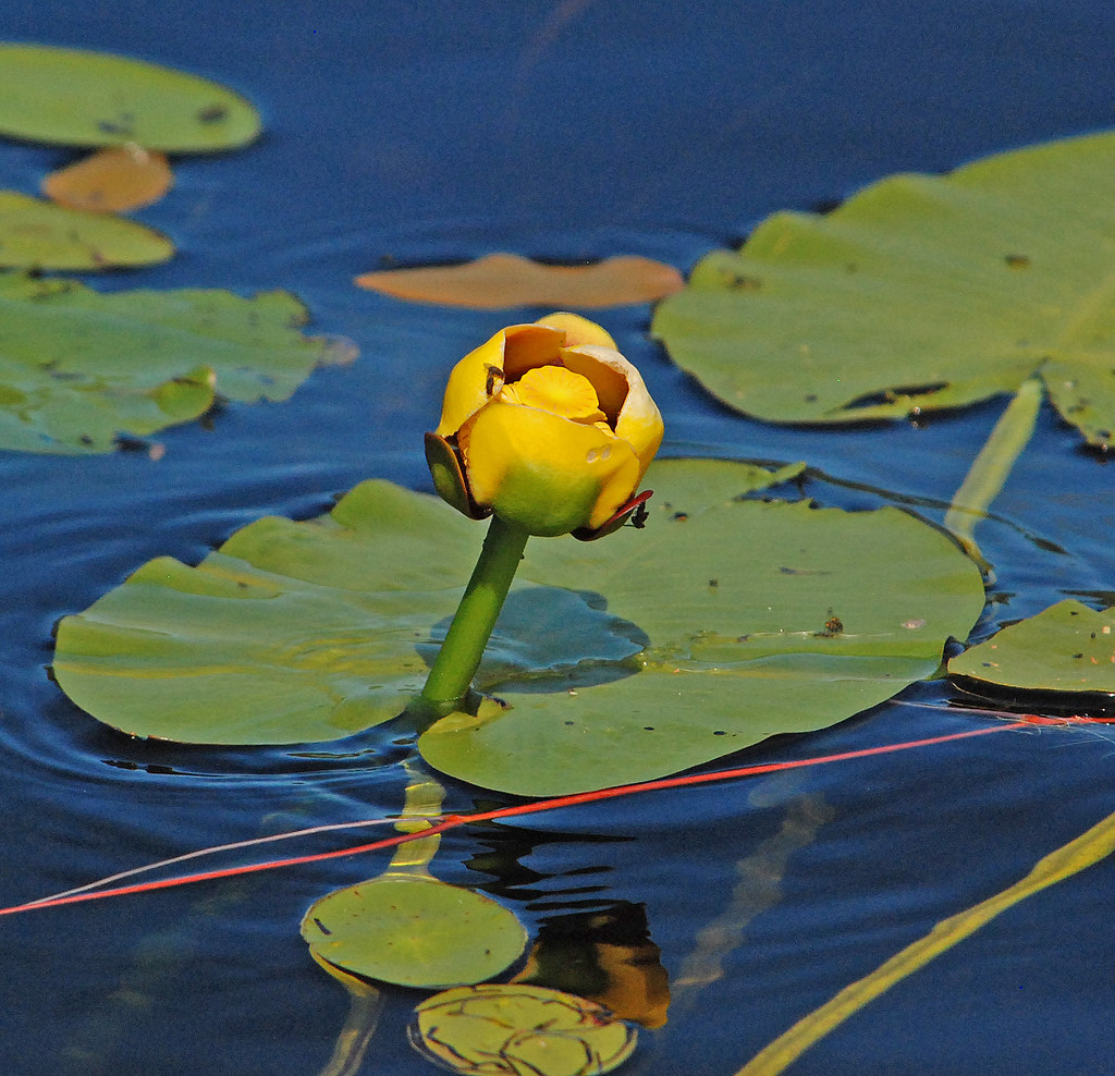 DSZ_02161a Yellow Water Lily at Seney NWR, MI, 080713. Nup… Flickr