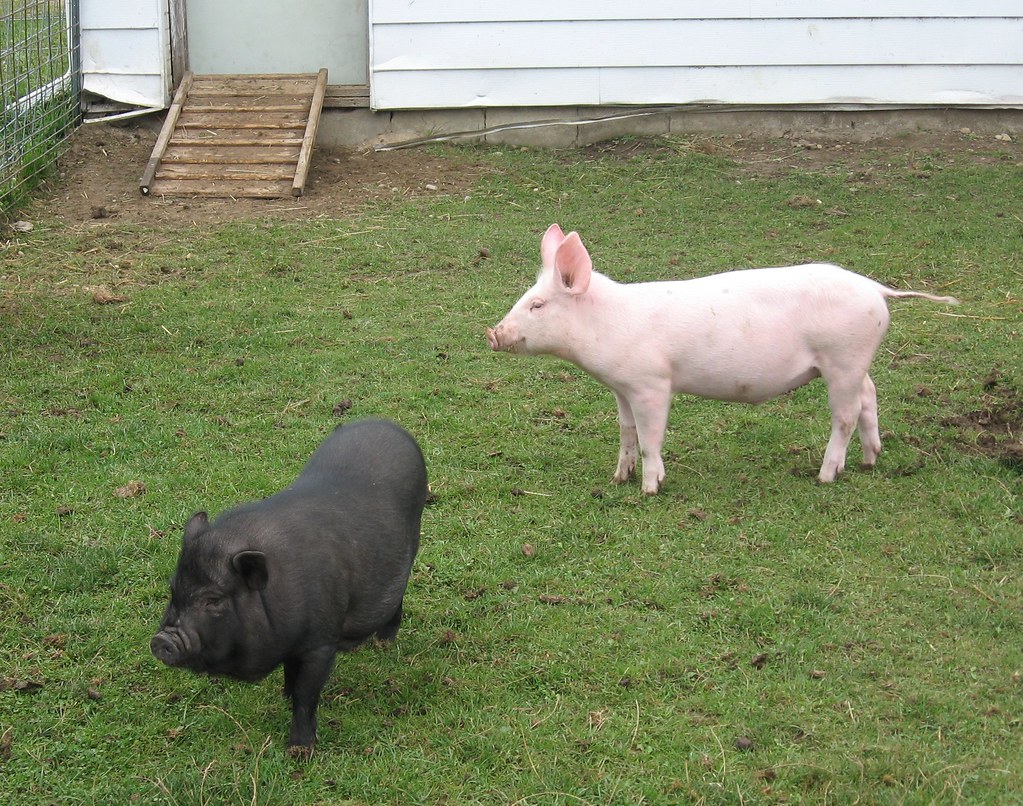 Piglets ndh Flickr