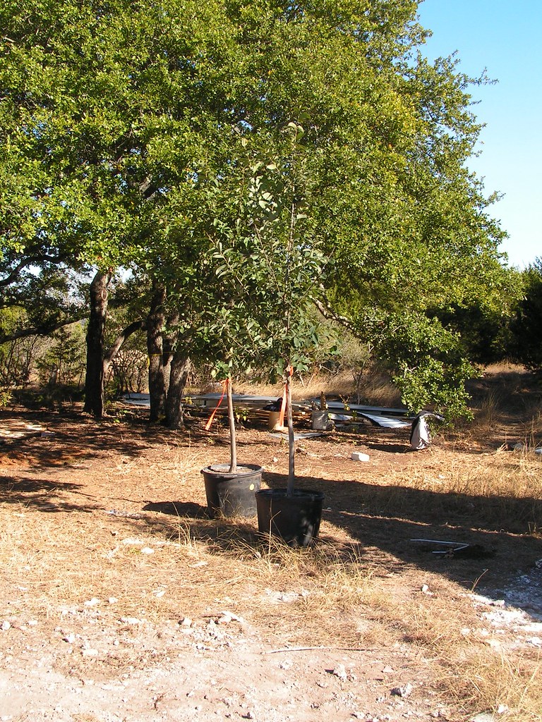 Monterrey Oak Trees The 2 trees still in pots are Monterre… Flickr