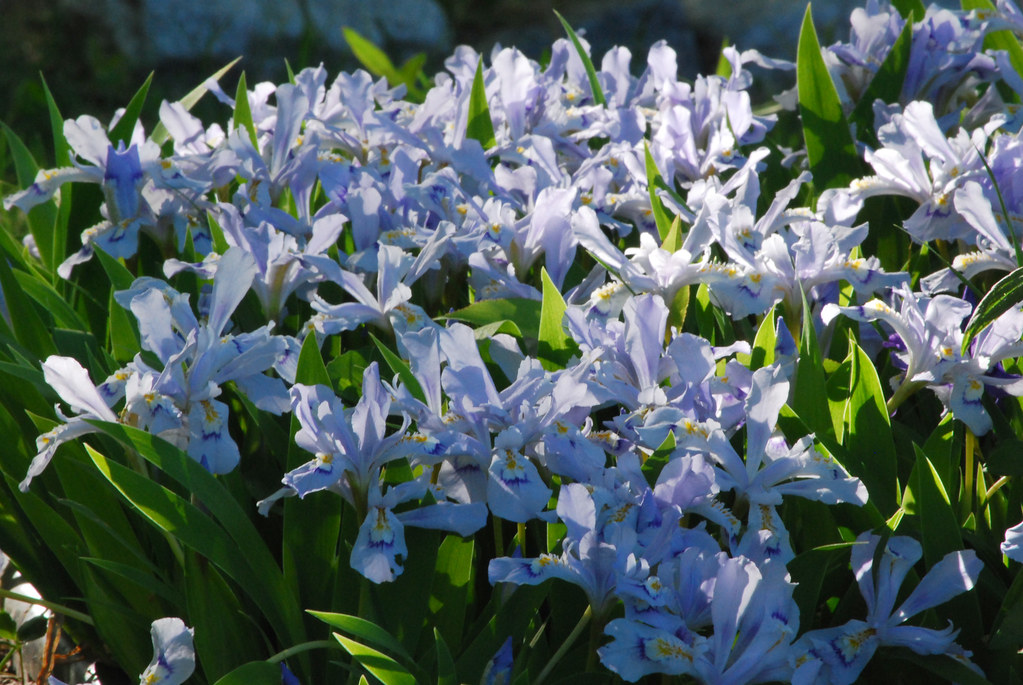 Iris cristata "Powder Blue Giant" Michael Zuraw Flickr