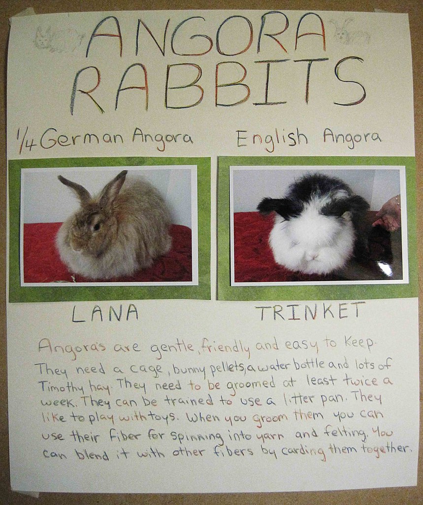 Angora Rabbit information poster Information poster Millie… Flickr