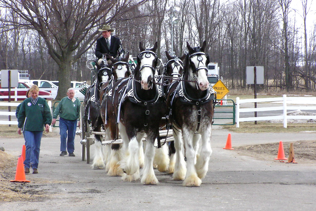 draft horses coming into the barn At the Stallion Show at … Flickr