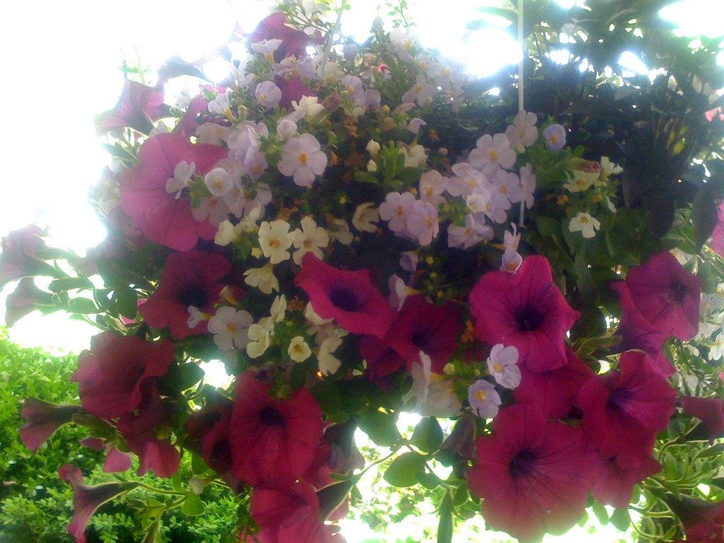 Mennonite Flowers pa Yahoo Store Design Book Author Flickr