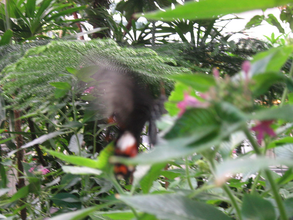 Butterfly exhibit at Pacific Science Center, Seattle Flickr