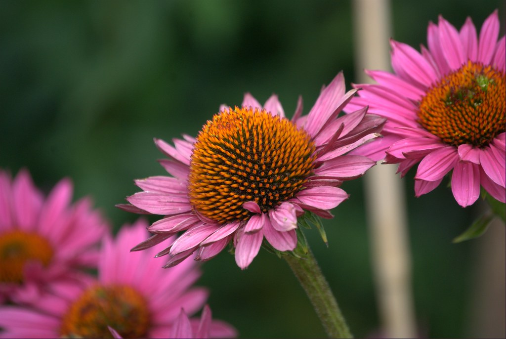 Coneflower Season! All Rights Reserved luvmykatz Flickr
