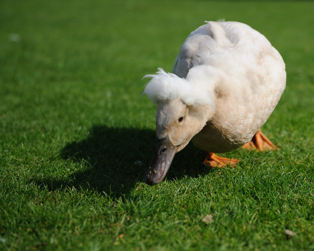 Fluffy head Fluffy duck seen in Stansted Mountfitchet Cast… Flickr