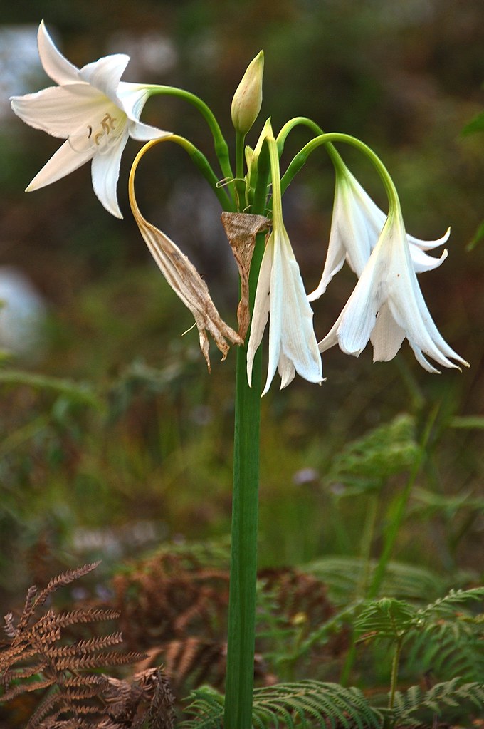 Lily some fresh, wilted, dried Jose Nicdao Flickr