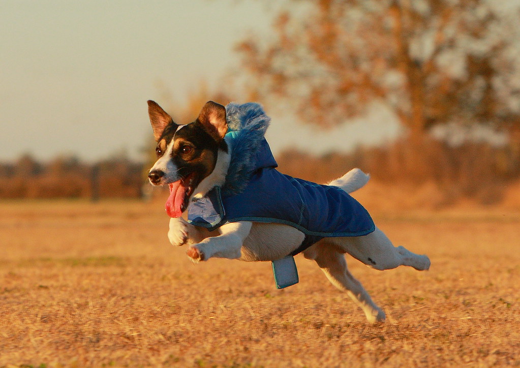 I know some people don't approve of clothing animals.Thes… Flickr